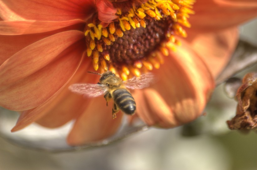 正在采花蜜的蜜蜂图片(13张)