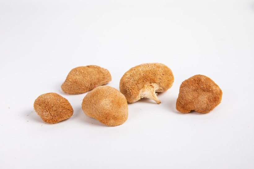 营养美味的名贵猴头菇图片(9张)
