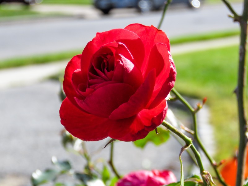 火红热情表白的红色玫瑰花图片(9张)