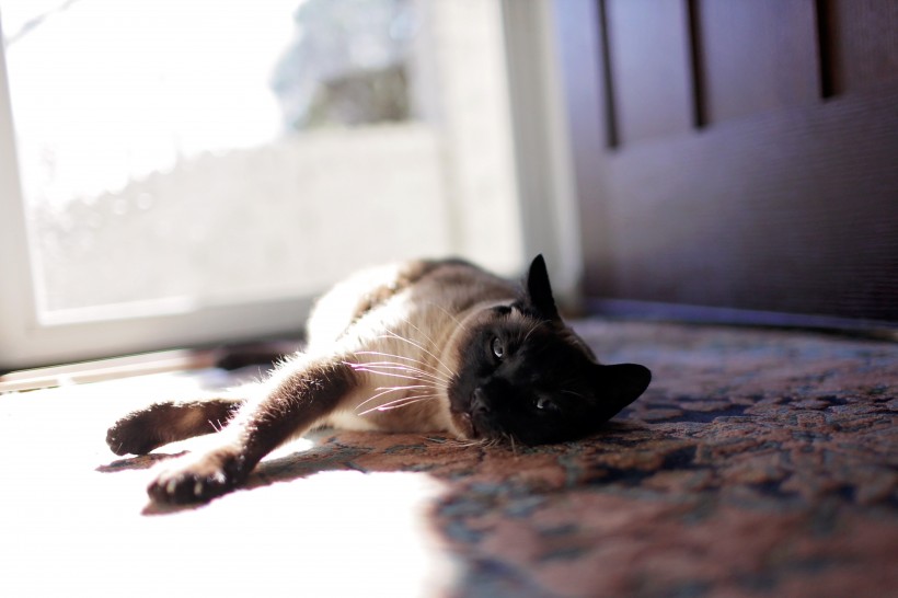 慵懒的暹罗猫图片(11张)