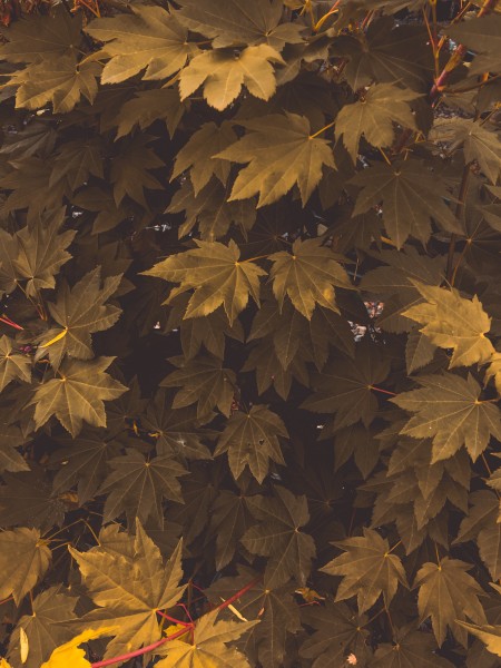 复古色调的树叶背景素材图片(11张)