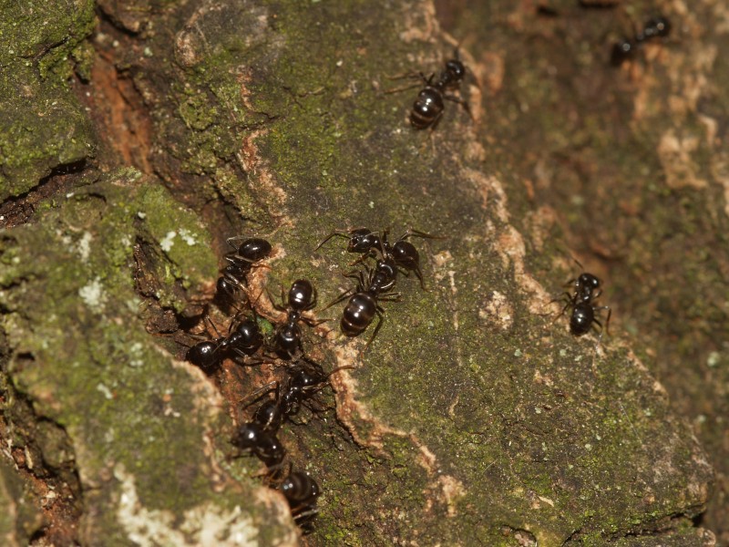 蚂蚁微距摄影图片(15张)