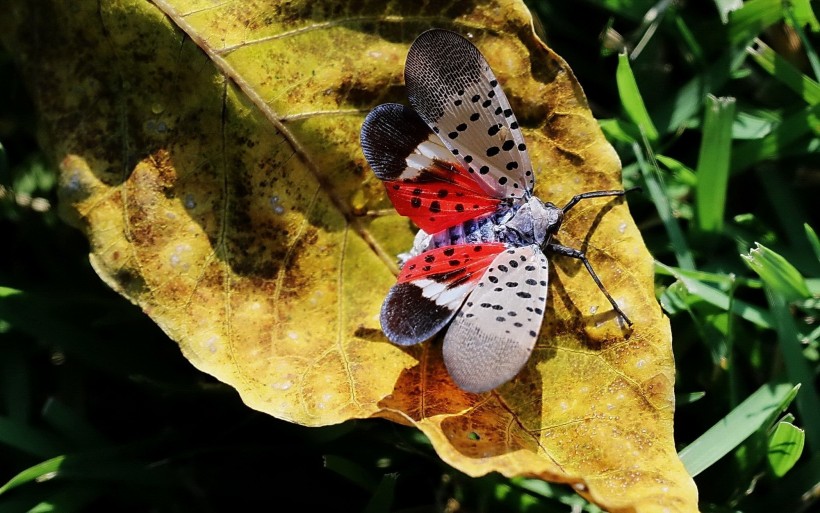 昆虫斑衣蜡蝉图片(12张)