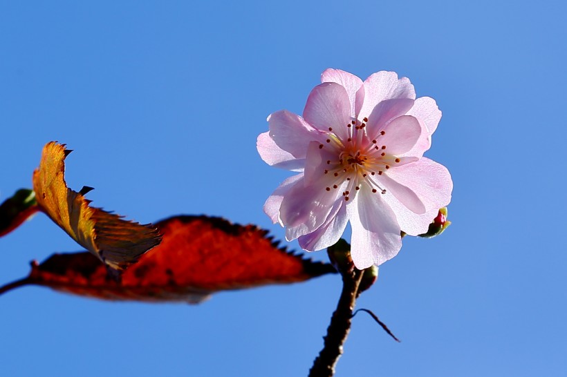 唯美好看的樱花图片(8张)