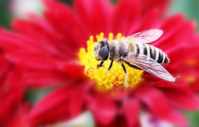 勤劳的蜜蜂图片(10张)