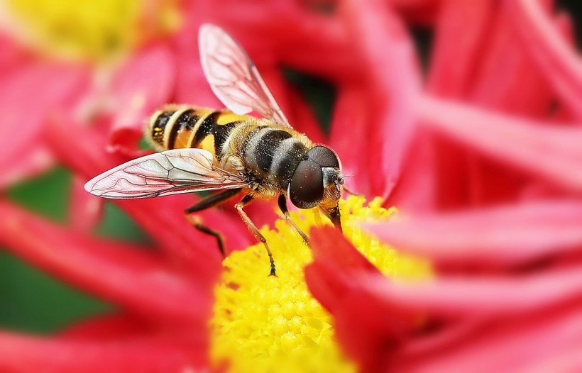 勤劳的蜜蜂图片(10张)
