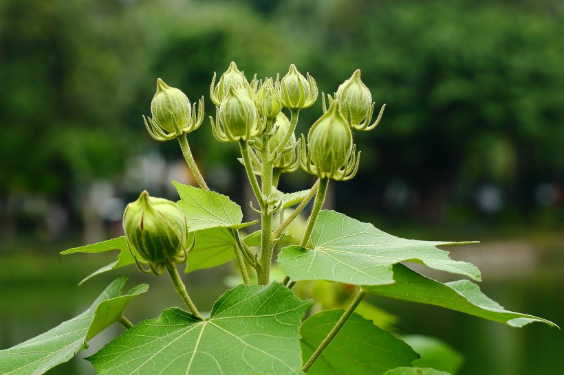 纯洁的芙蓉花图片(12张)