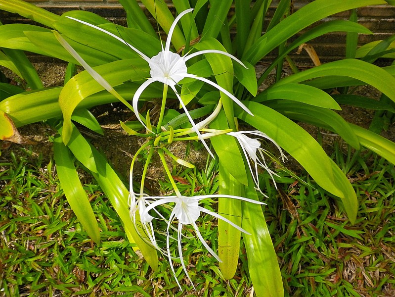 白色的蜘蛛百合图片(9张)