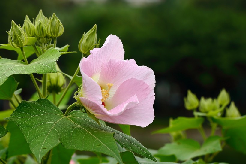 纯洁的芙蓉花图片(12张)