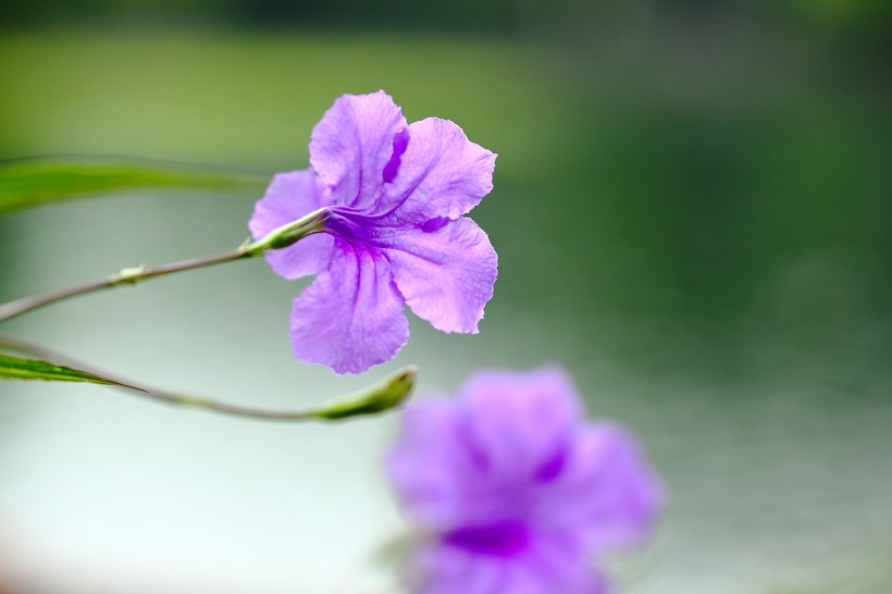 翠芦莉花图片(12张)