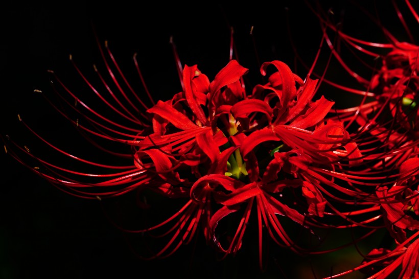 红色的蜘蛛百合图片(11张)