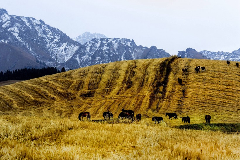 新疆江布拉克自然风景图片(10张)