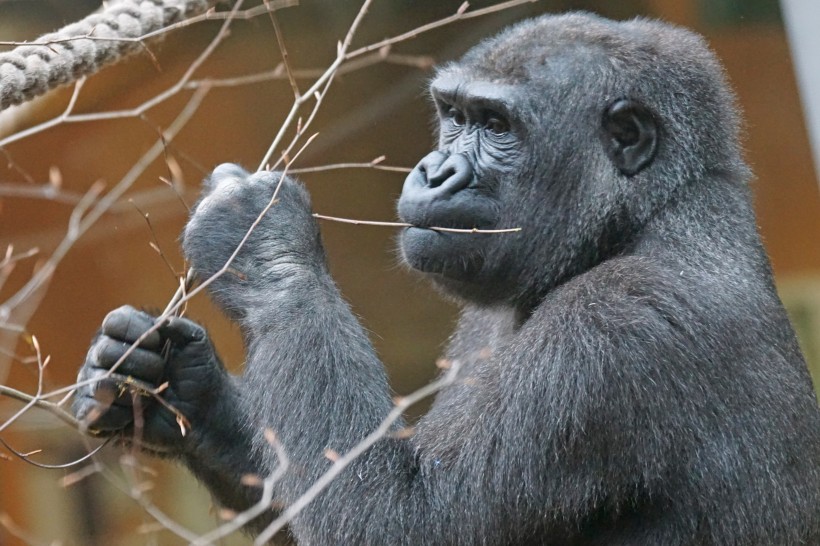 体型庞大的银背大猩猩图片 (14张)