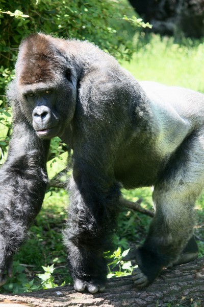 体型庞大的银背大猩猩图片 (14张)
