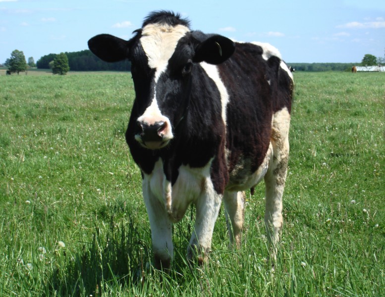 牧场里的荷兰奶牛图片(10张)