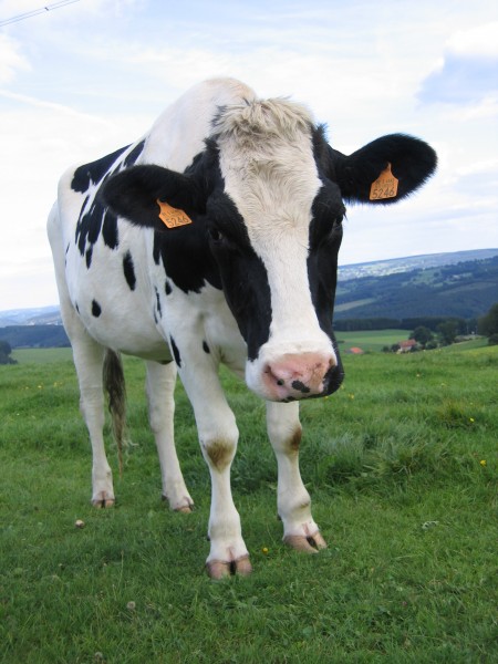 牧场里的荷兰奶牛图片(10张)