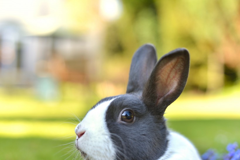可爱的宠物兔图片(10张)