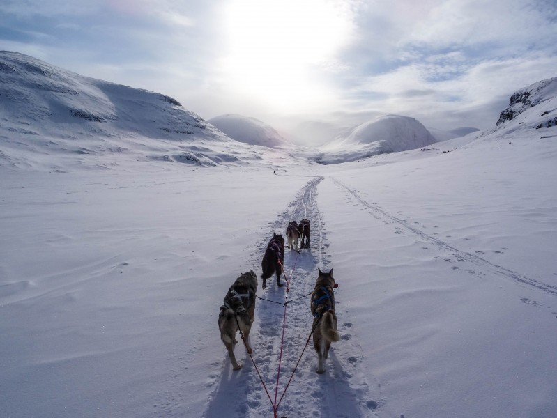 雪地上的雪橇犬图片(9张)