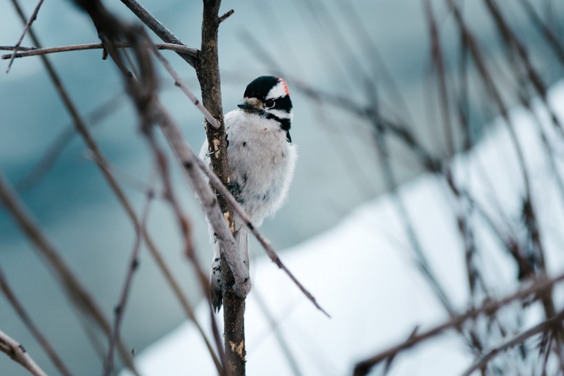 冬天的麻雀图片(9张)