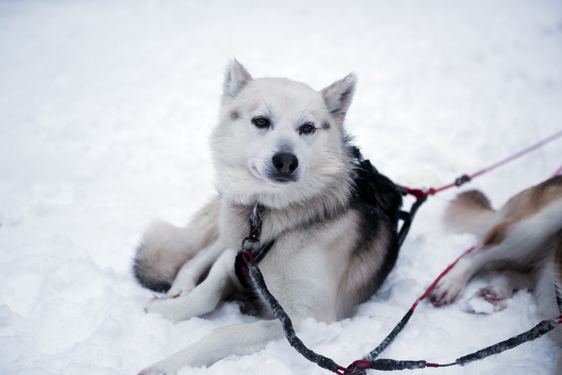 雪地上的雪橇犬图片(9张)