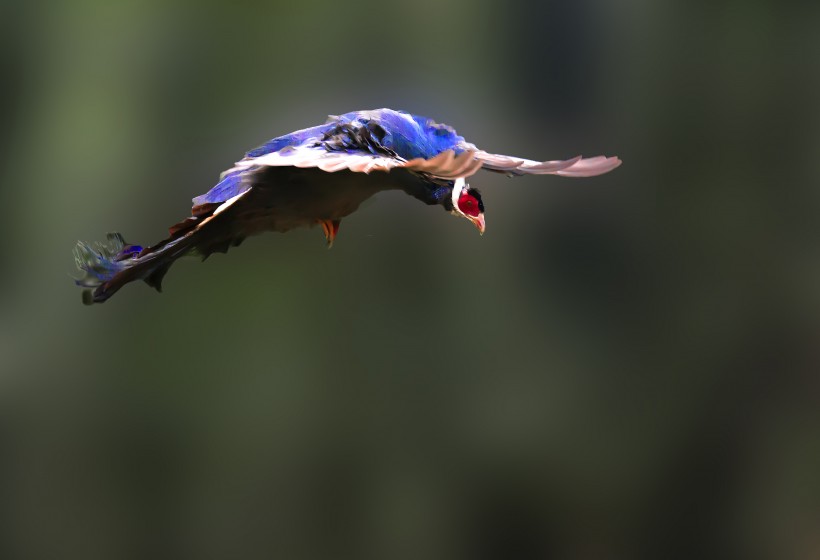 蓝马鸡鸟类图片(7张)
