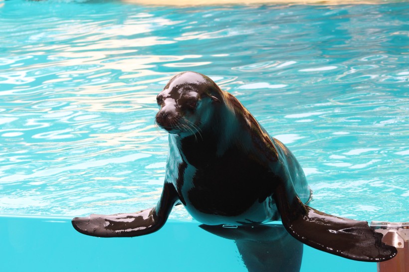 呆萌可爱的海狮图片(12张)