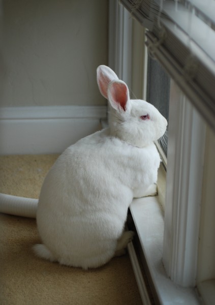 可爱的宠物兔图片(10张)