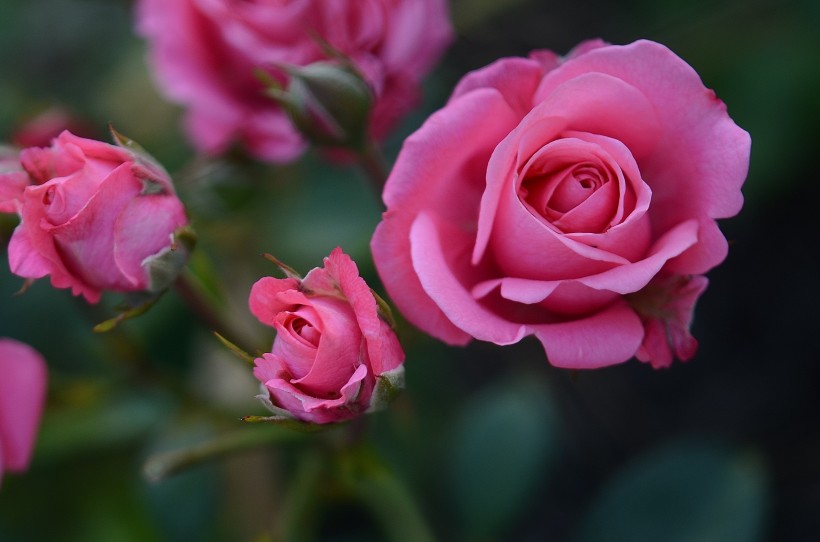 淡雅的粉色玫瑰花图片(16张)