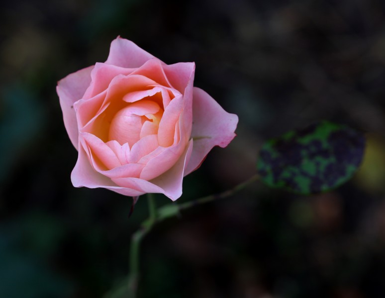 淡雅的粉色玫瑰花图片(16张)