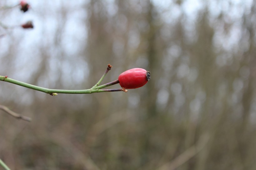 红色野生的玫瑰果图片(15张)