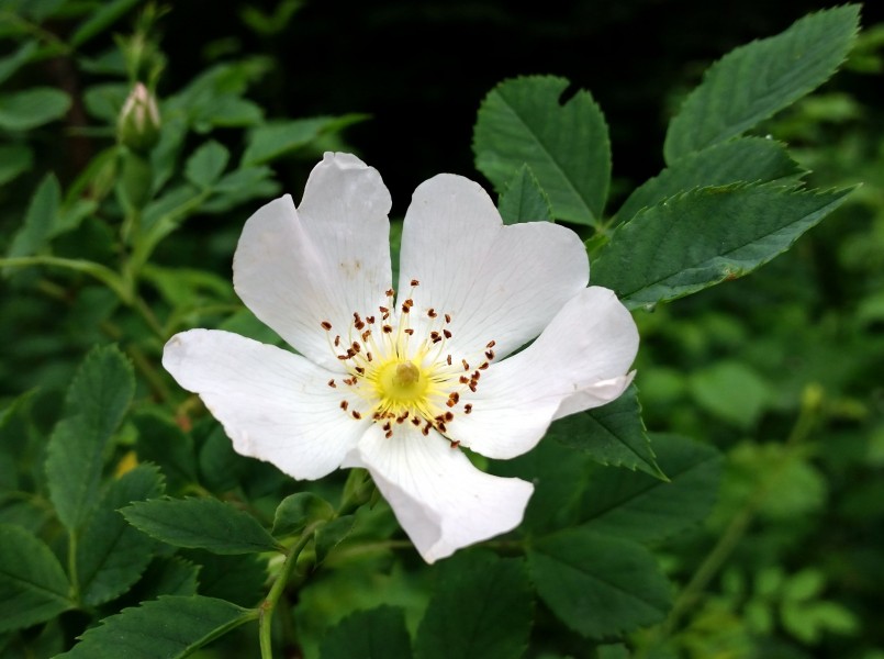 白色野玫瑰特写图片(13张)
