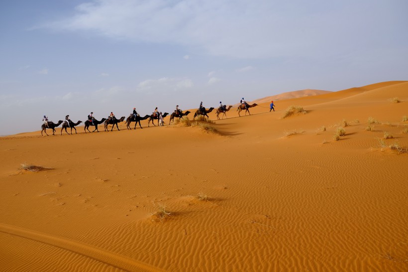 沙漠中成群的骆驼图片(8张)