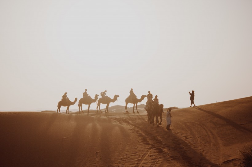 沙漠中成群的骆驼图片(8张)