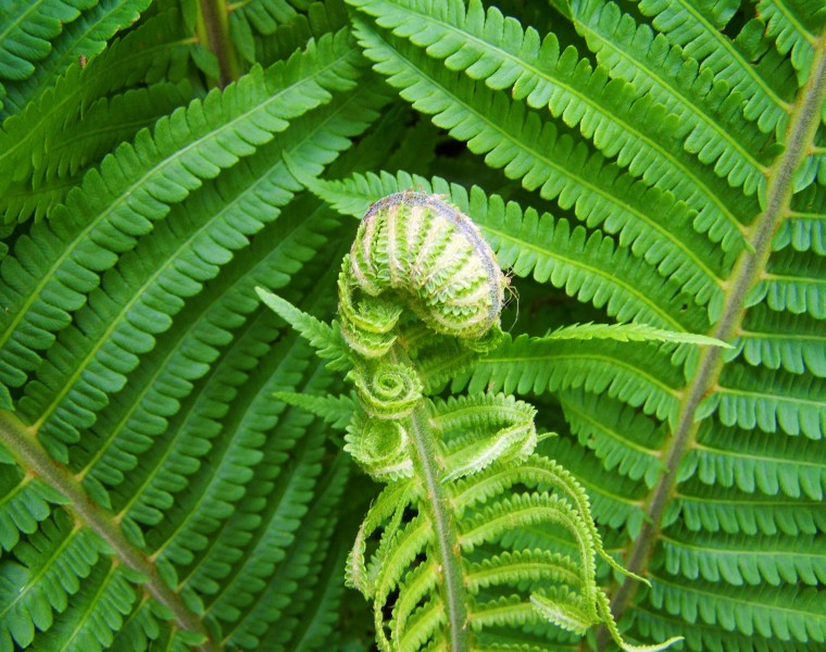 绿色蕨类植物图片(14张)