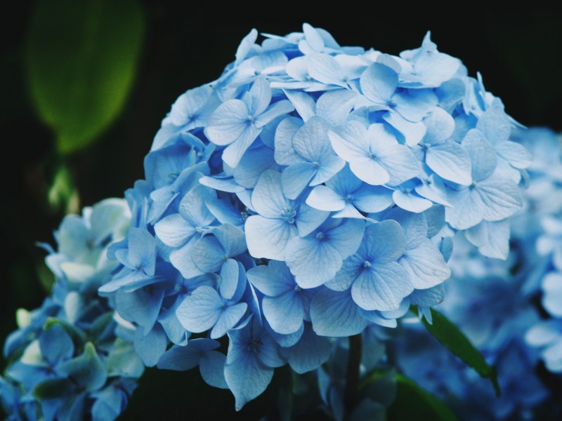 蓝色的八仙花图片(15张)