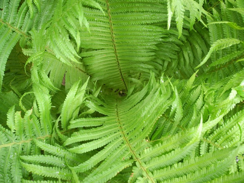 绿色蕨类植物图片(14张)