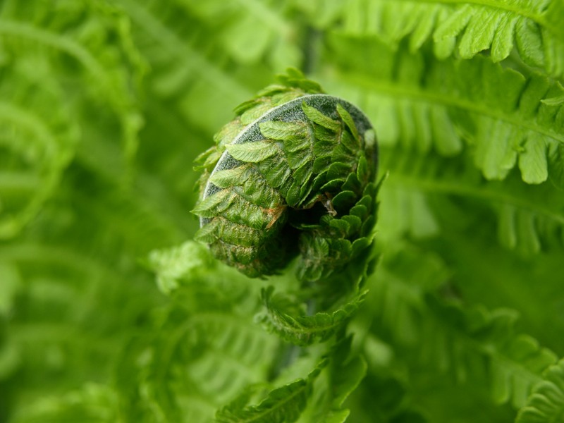绿色蕨类植物图片(14张)