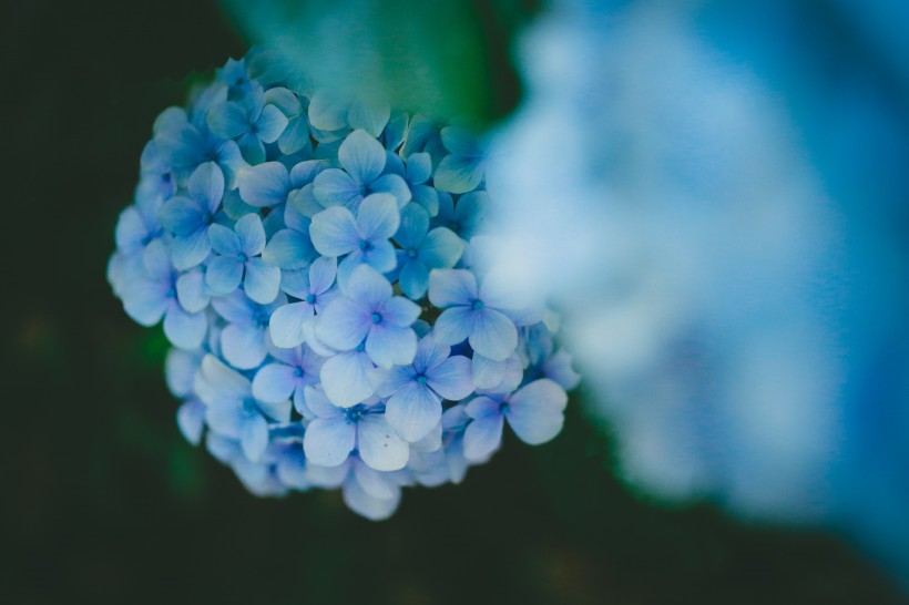 蓝色的八仙花图片(15张)
