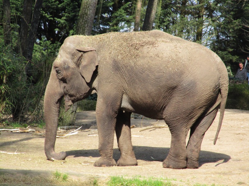 丛林中的野生大象图片(13张)