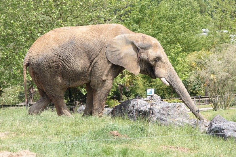 丛林中的野生大象图片(13张)