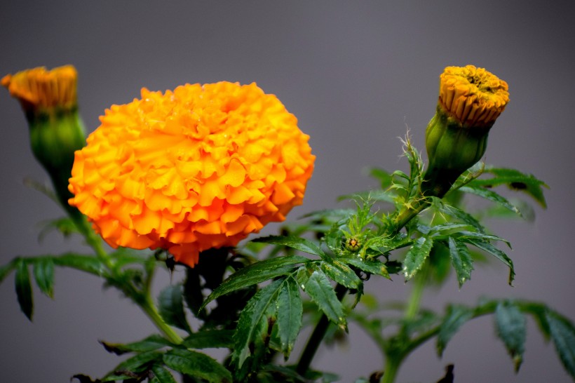 四季花万寿菊图片(11张)