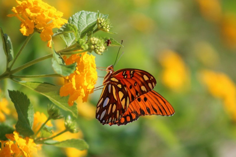 花朵上的蝴蝶图片(15张)