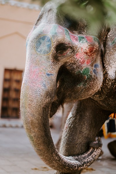 印度的观光大象图片(10张)
