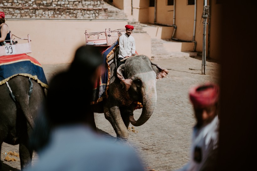 印度的观光大象图片(10张)