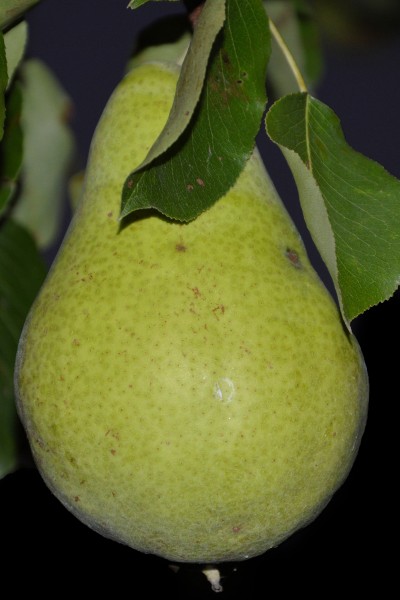 树枝上的梨子图片(16张)
