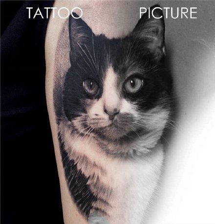 写实的一组宠物猫狗纹身作品图片