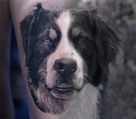 写实的一组宠物猫狗纹身作品图片