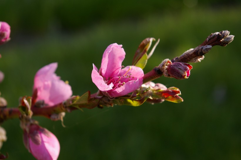枝头盛开的桃花图片(11张)