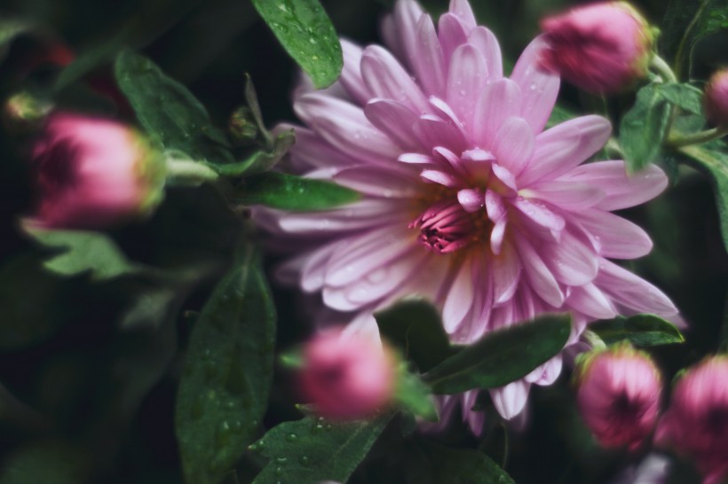 娇艳盛开的菊花图片(12张)