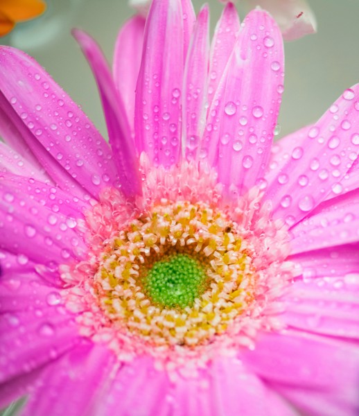 鲜花花瓣上的水珠图片(10张)